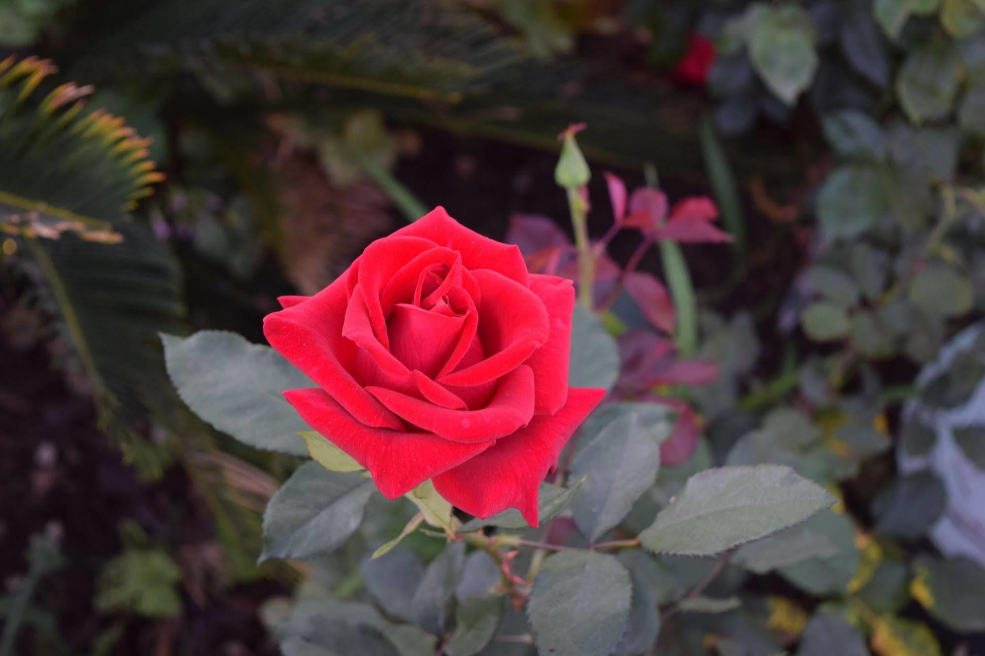 Rose Garden Inn Santa Barbara Dış mekan fotoğraf